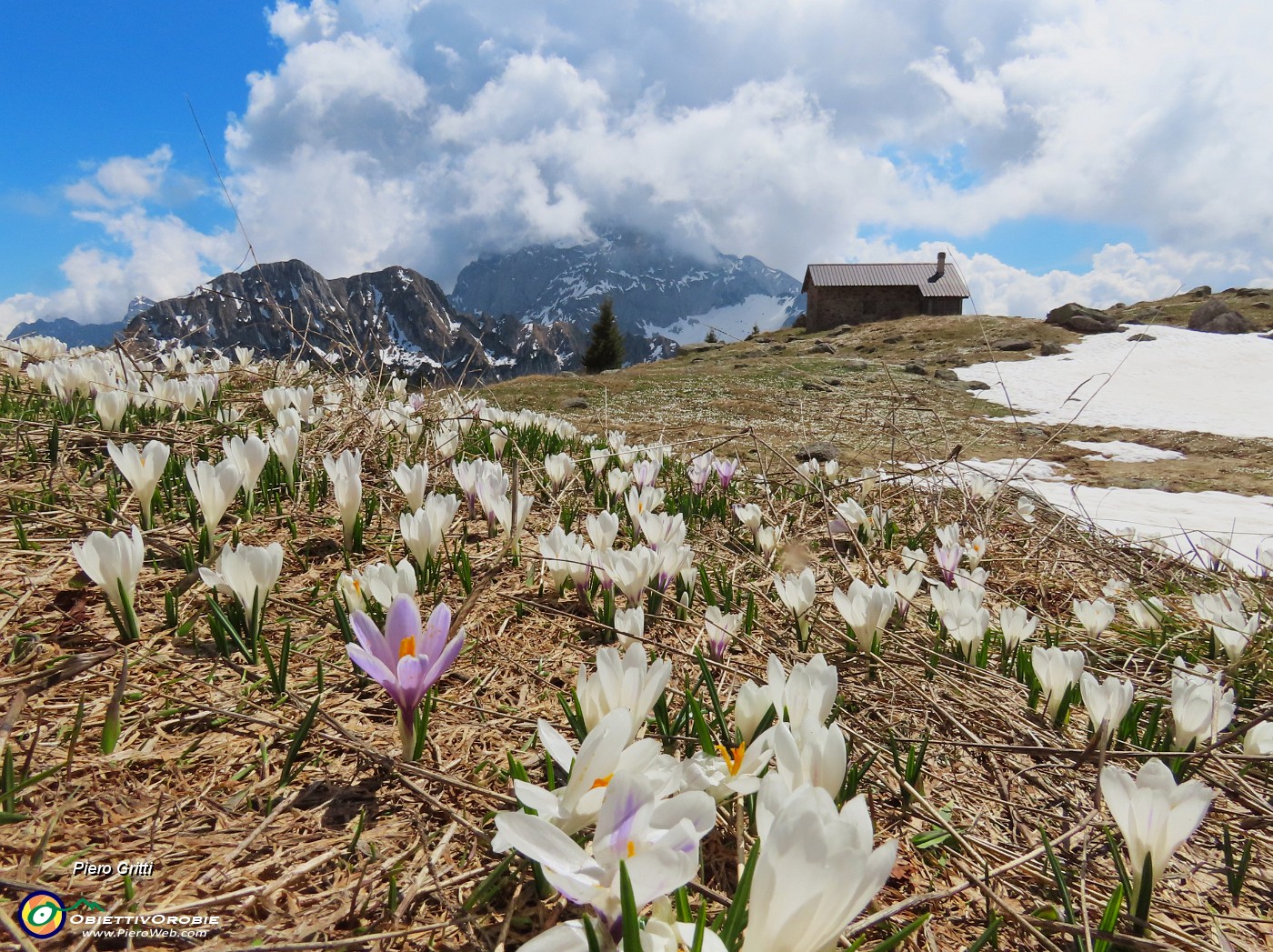 67 Crocus e Baita Monte Campo (1878 m).JPG